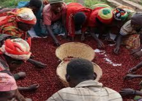 New Limited Release: Burundi Mahonda