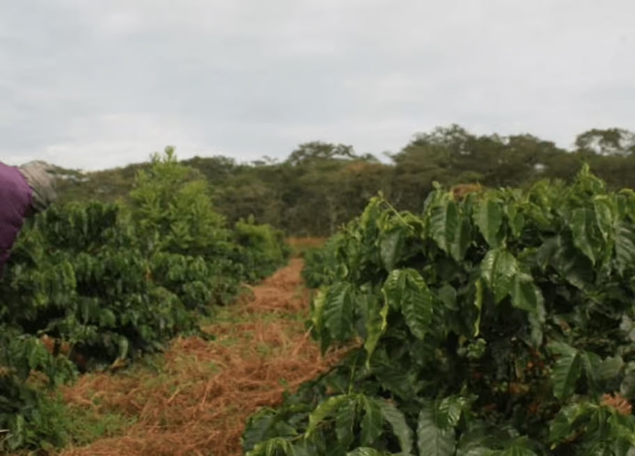A Taste of Zambia with a Story to Tell