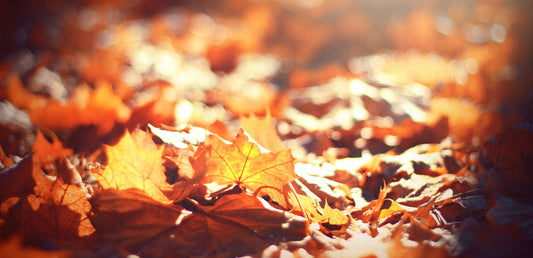 New Limited Release: Autumn 2022 Blend