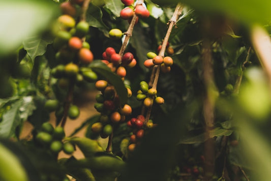 Kavugangoma: A Unique Single Origin Coffee from the Muyinga Province of Burundi