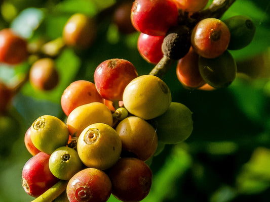 New Limited Release: Uganda Bugisu